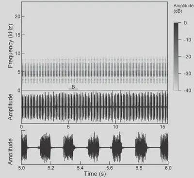 Figures 6 an 7 from Trilar et al. 2020: 6 -spectrogram of the calling song; 7 -oscillogram of the enlarged part (section B of the figure 6) of the calling song