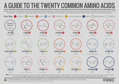 The 20 amino acids