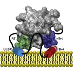 The SH3 Domain Acts as a Scaffold for the N-Terminal Intrinsically Disordered Regions of c-Src