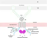 The pathogen-encoded signaling receptor Tir exploits host-like intrinsic disorder to assist infection