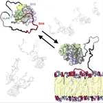 A Myristoyl-Binding Site in the SH3 Domain Modulates c-Src Membrane Anchoring